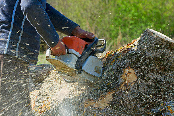 Best Storm Damage Tree Cleanup  in El Dorado, KS